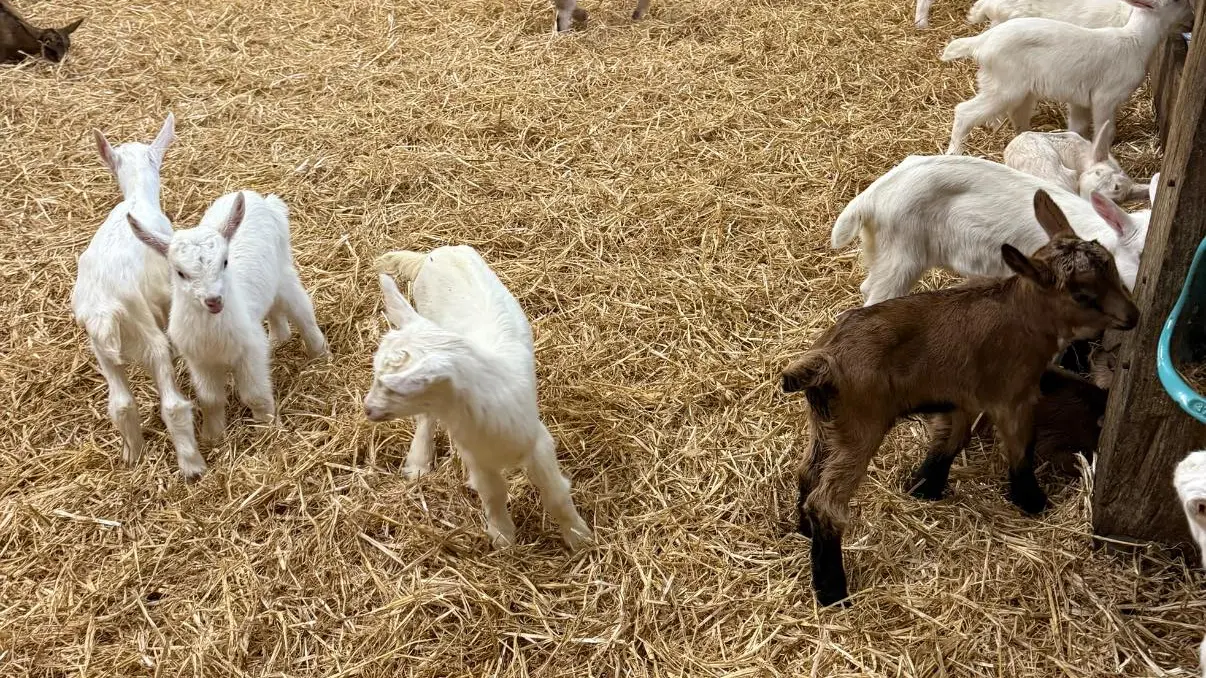 chèvre 3