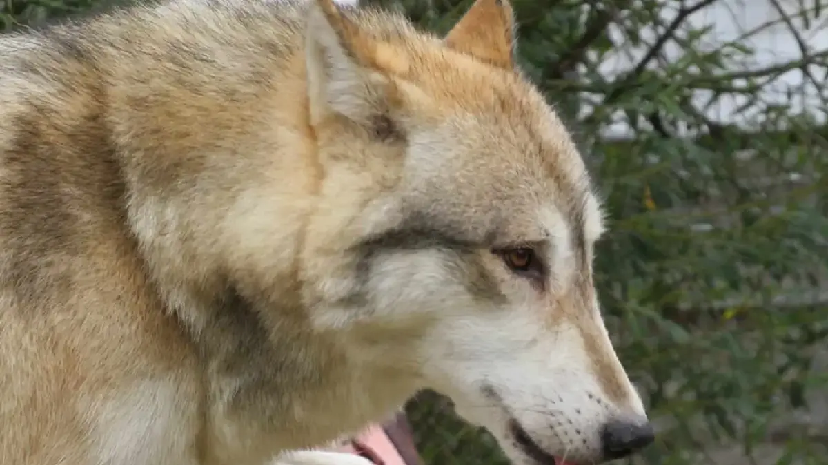 chiens - Loups redimensionné