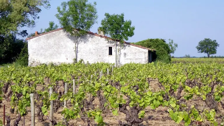 circuit-boucle-pedestre-vigners-en-villages-la-haye-fouassiere-44-ITI  (1)