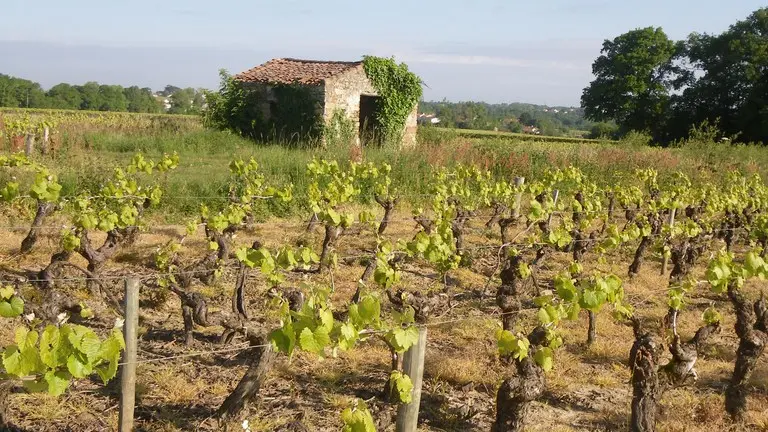 circuit-boucle-pedestre-vignes-et-rivieres-maisdon-sur-sevre-44-ITI  (1)