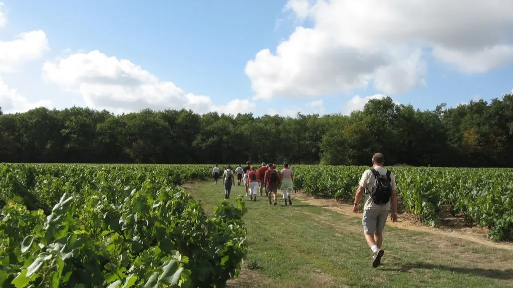 circuit-boucle-pedestre-vignes-et-rivieres-maisdon-sur-sevre-44-ITI  (5)