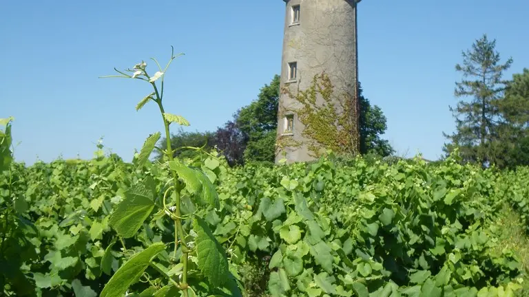 circuit-boucle-sevre-coteaux-la-haye-fouassiere-44-ITI (1)