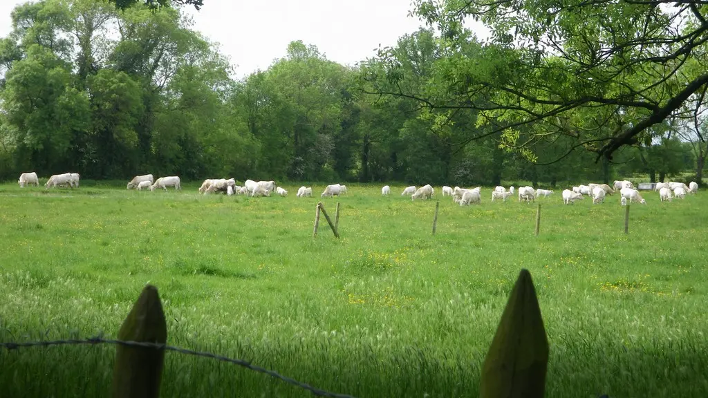 circuit-chateau-hte-goulaine-levignoblenantes-tourisme (8)