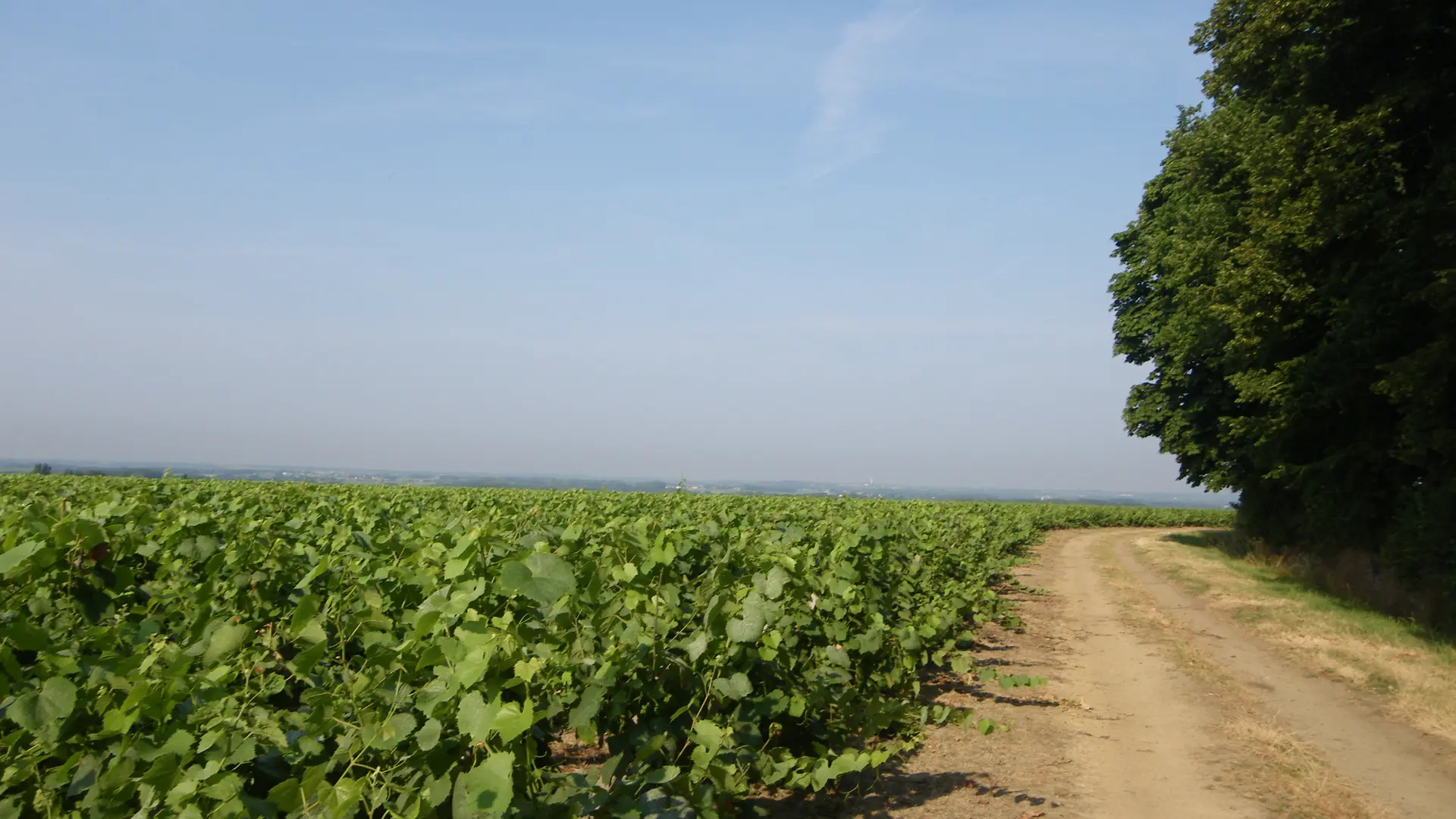 circuit-chateau-noe-vallet-levignobledenantes-tourisme(3)