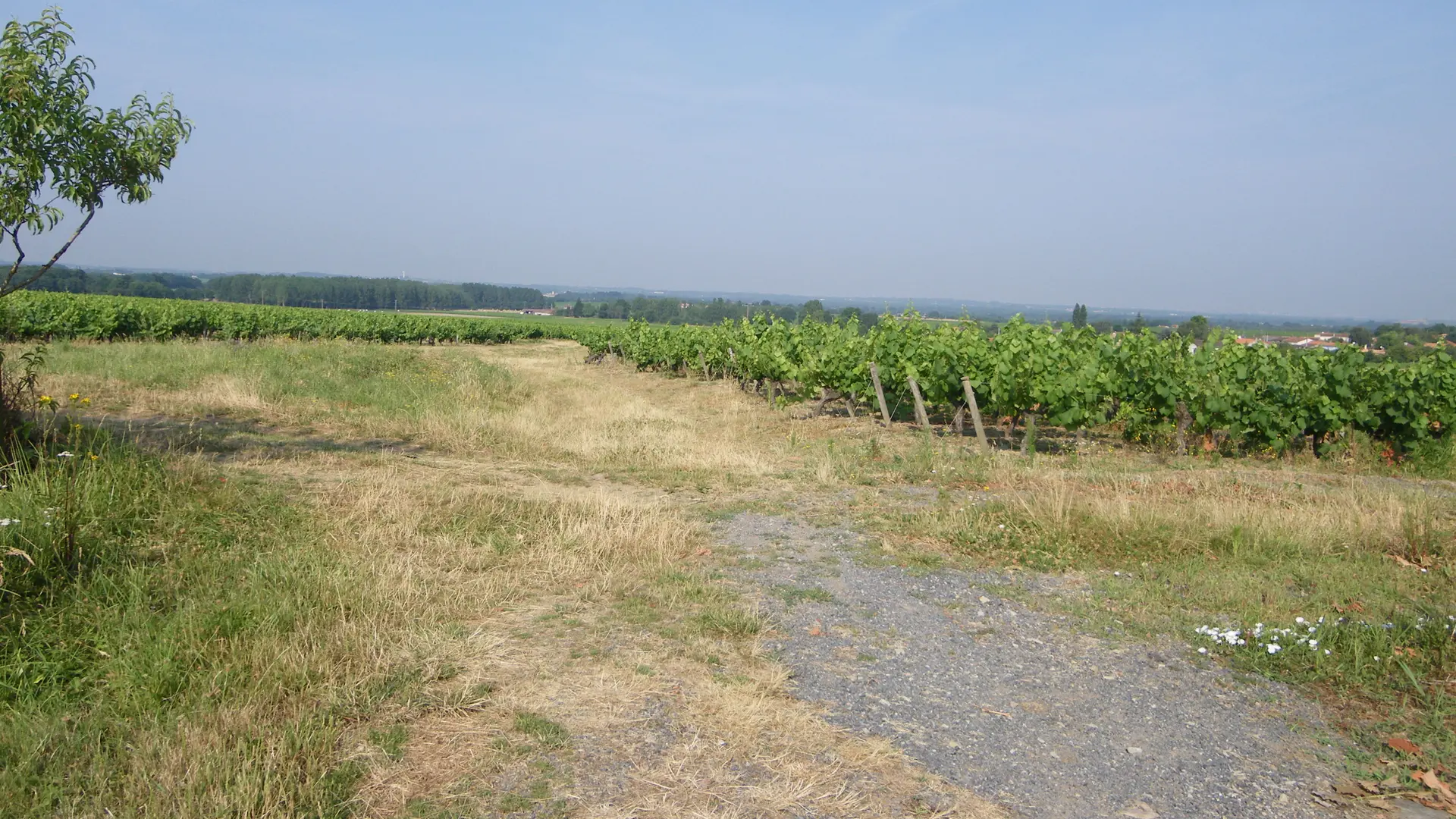 circuit-chateau-noe-vallet-levignobledenants-tourisme(4)