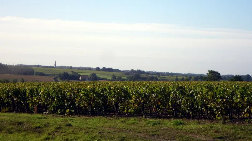circuit-gabelous-la-regrippiere-levignobledenantes-tourisme(4) [1024x768]