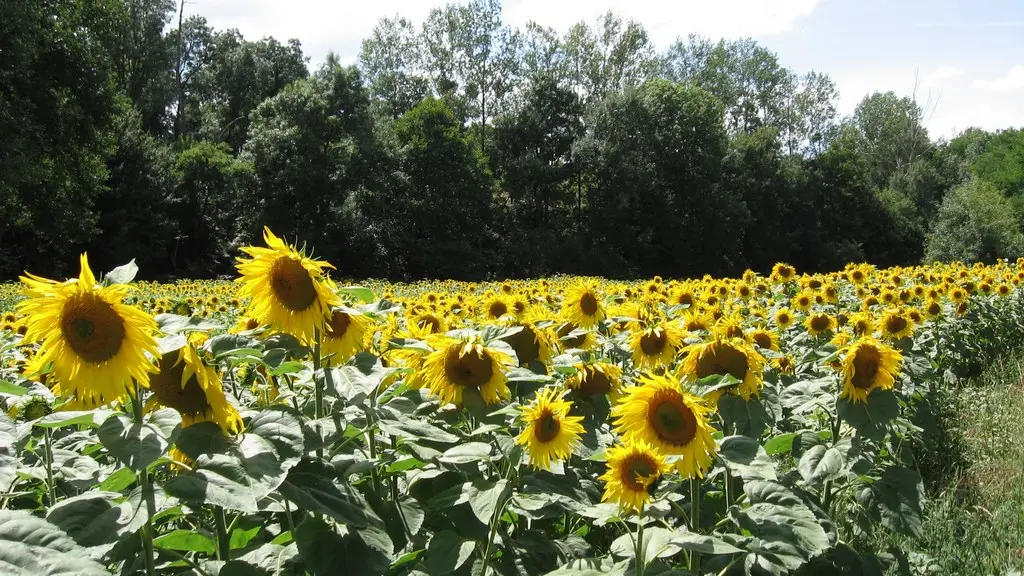 circuit-landes-laremaudiere-levignoblenantes-tourisme (7)