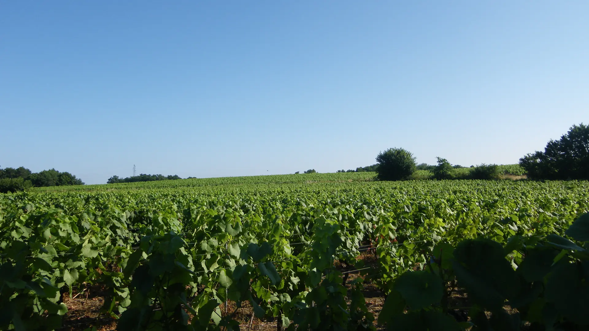 circuit-sangueze-le-pallet-levignobledenantes-tourisme(3)