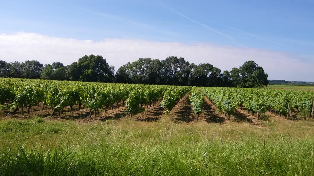circuit-vignes-mouzillon-levignoblenantes-tourisme (7)