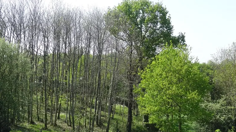 coulee-verte-la-chapelle-basse-mer-44-PNA (2)