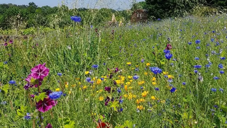 domaine trois versants paysage fleurs