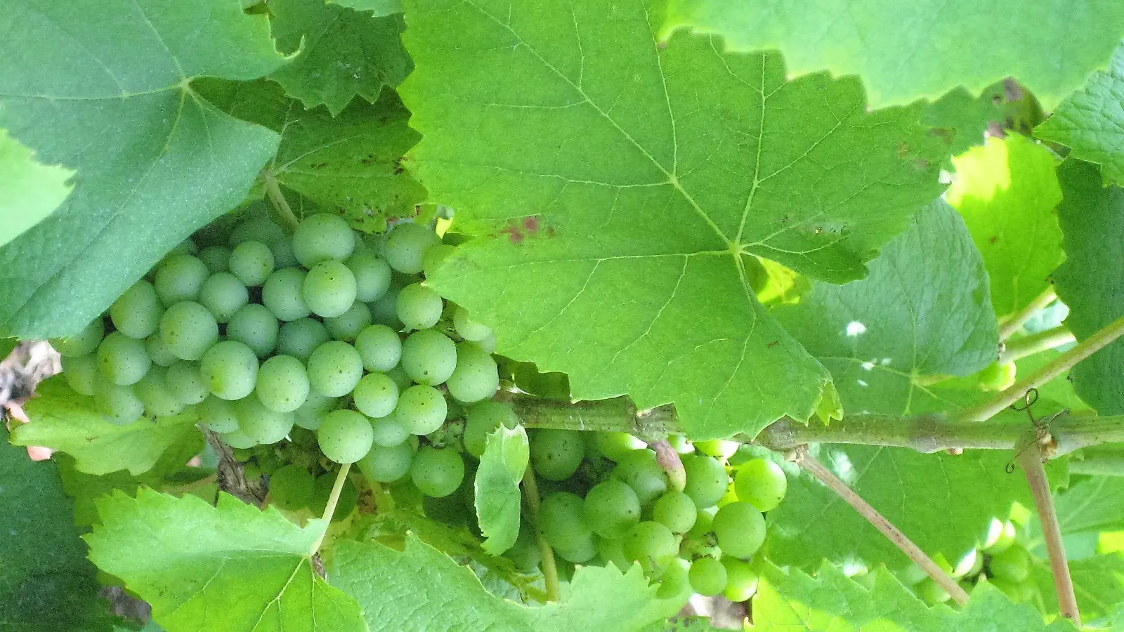 357946 - vignoble du Muscadet