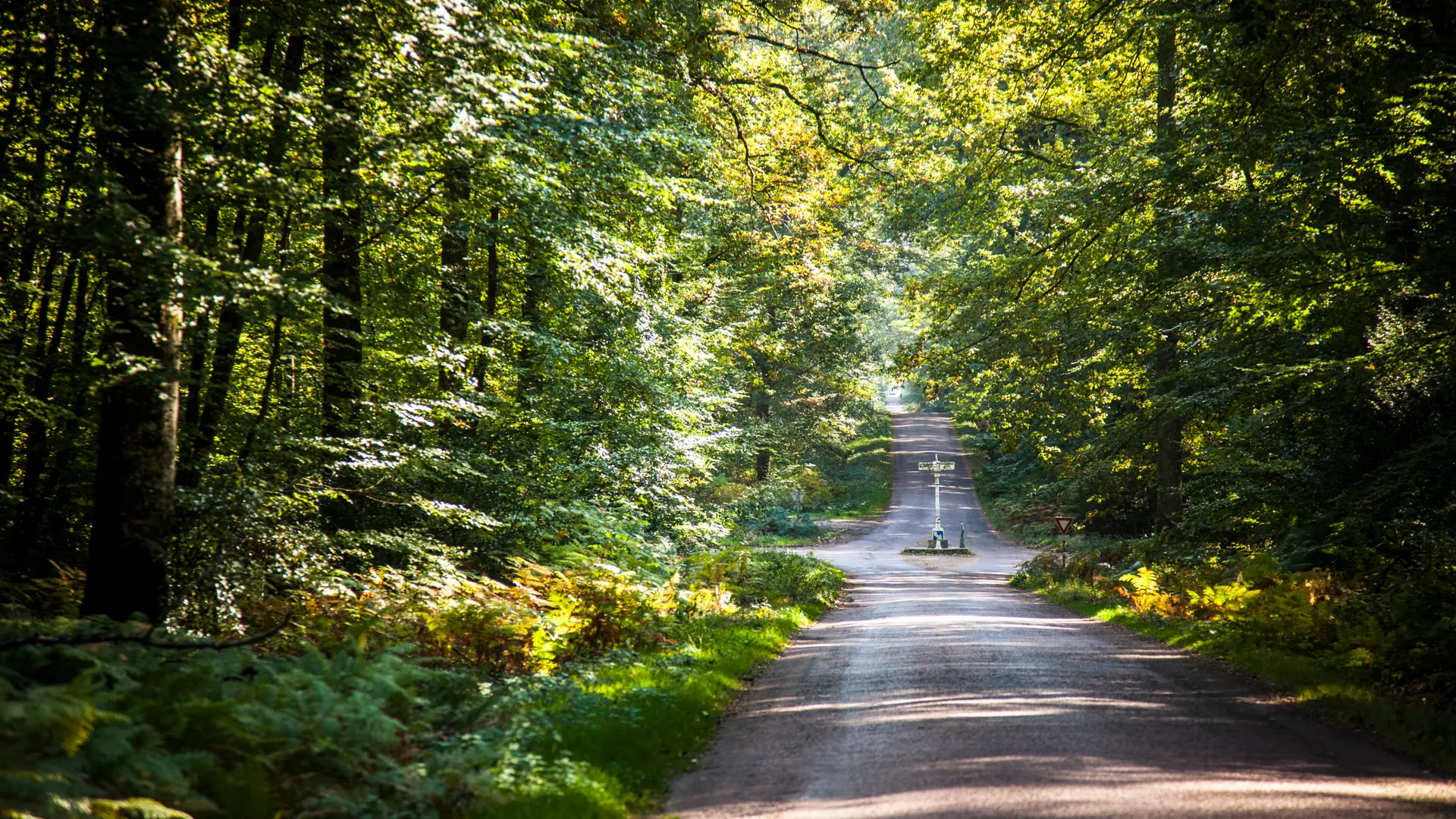 forêt_bercé©JP_BERLOSE