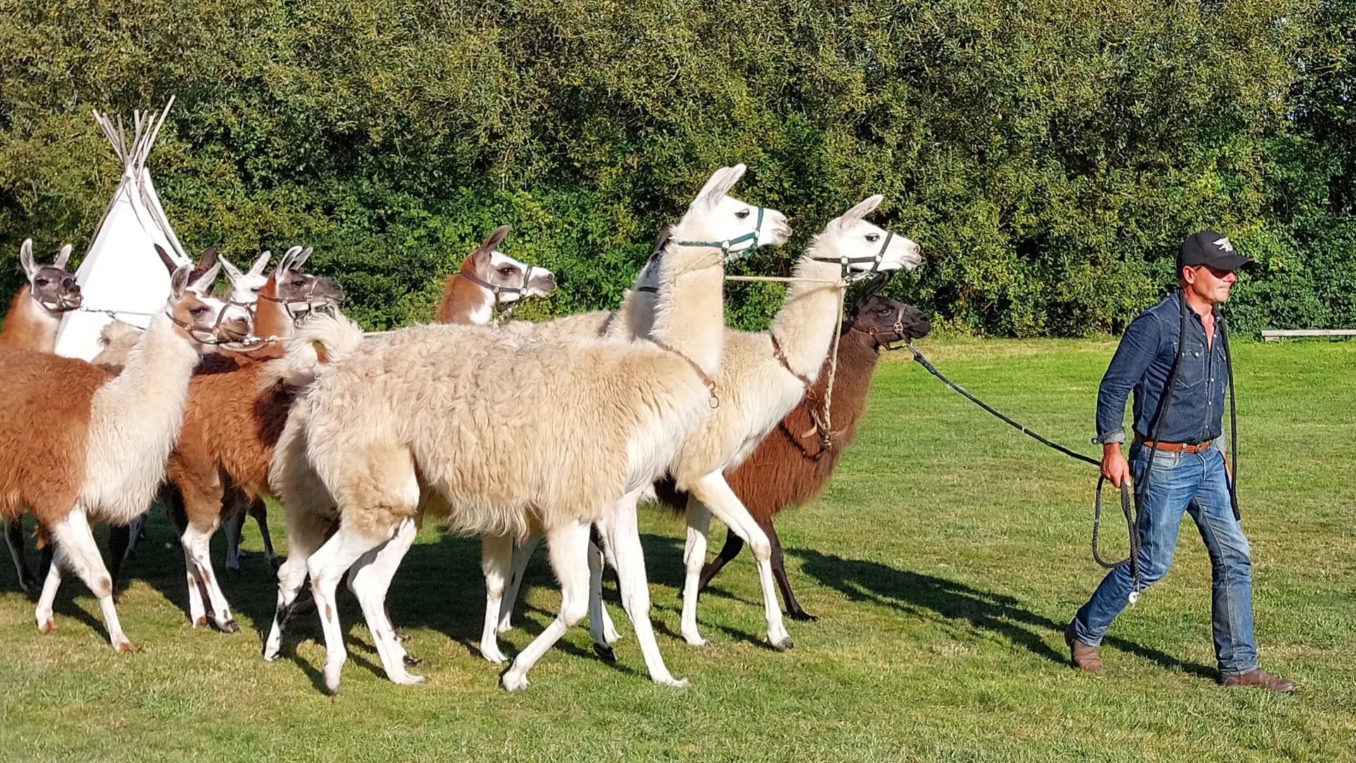 lamas