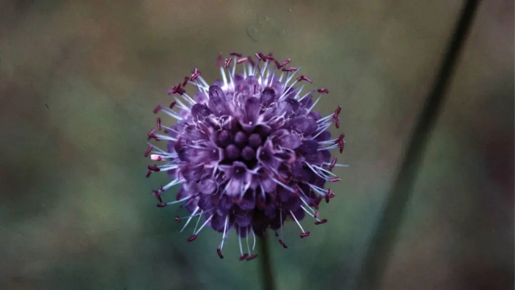 maison bleue haute goulaine