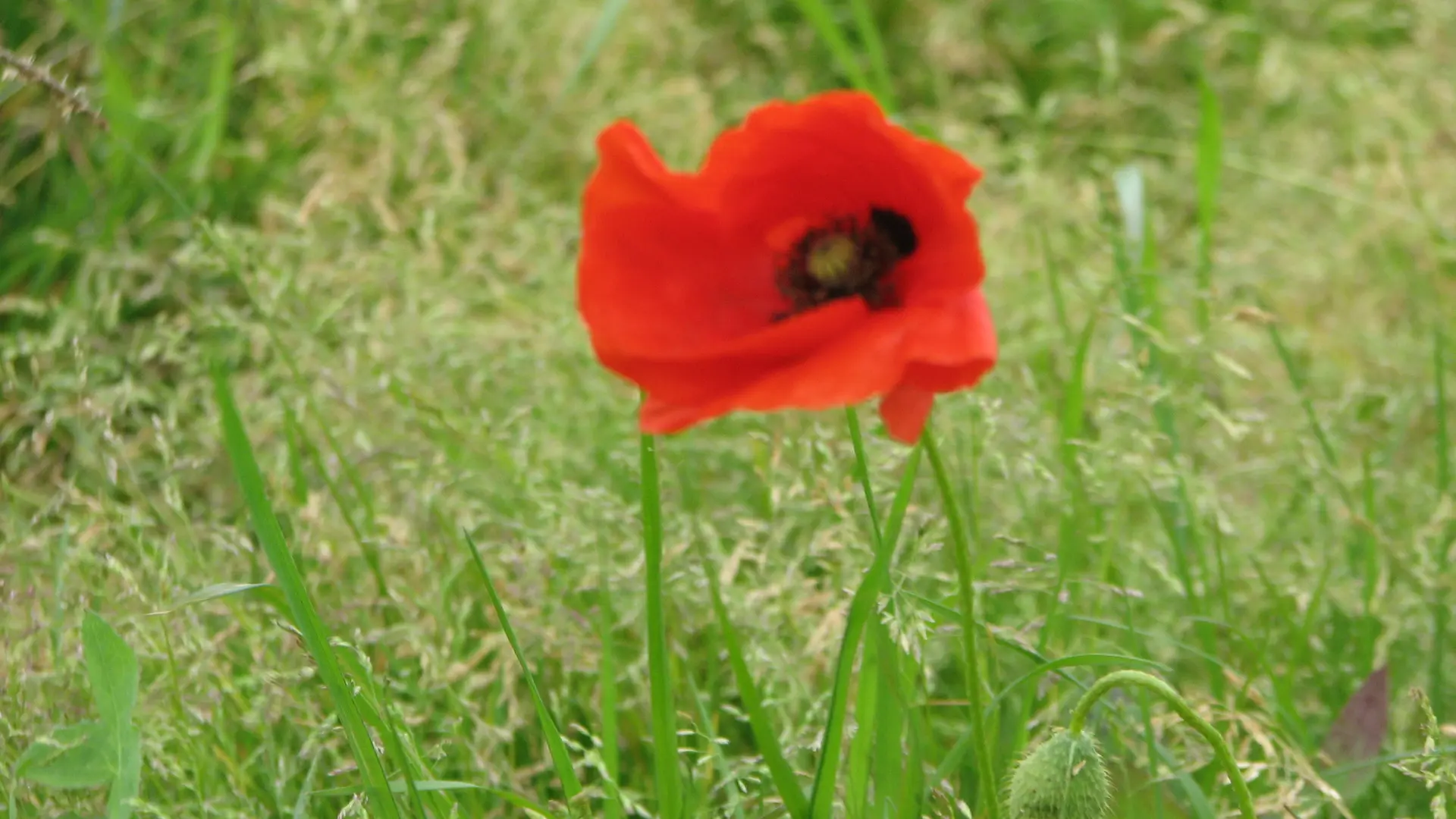 Aux-4-chats-Coquelicot-maisdon-sur-sevre-44