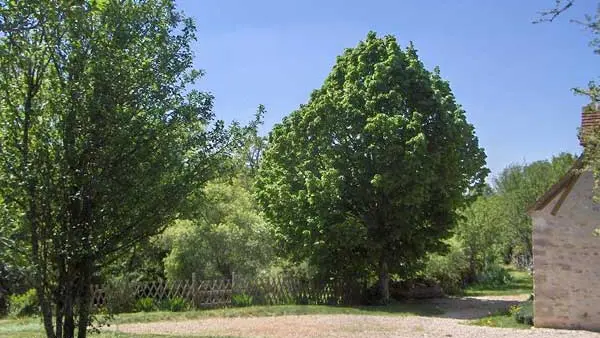 Jardin devent la maison