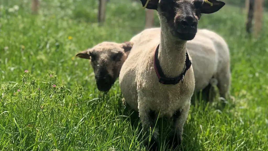 Ferme de Brossard - Ferme Pédagogique_enfantsEtAnimaux