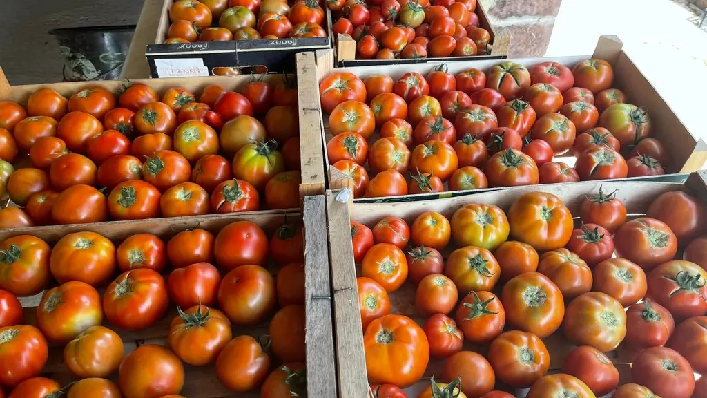 Ferme-de-Brossard_Lanteuil_tomates