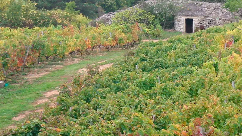 Gariotte dans les Vignes