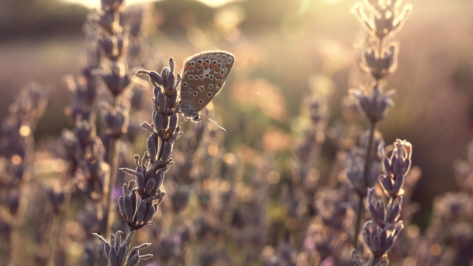 Biodiversité