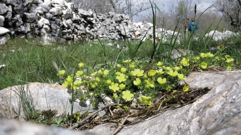 Pelouse sèche fleurie dans la Brauhnie
