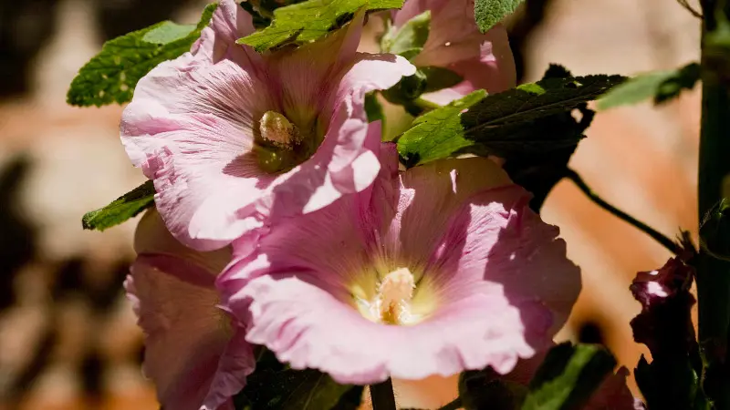 Rose Trémière