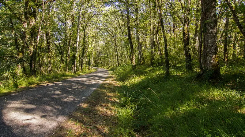 Route en sous-bois