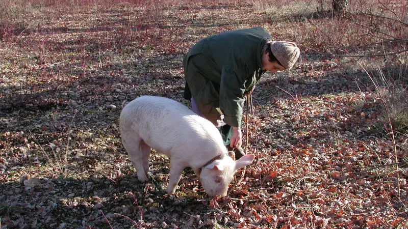 Labenque -  Cavage au Cochon