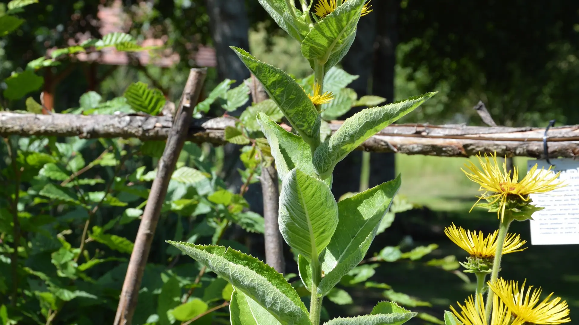 6jardinmedieval_Cardaillac_Launée