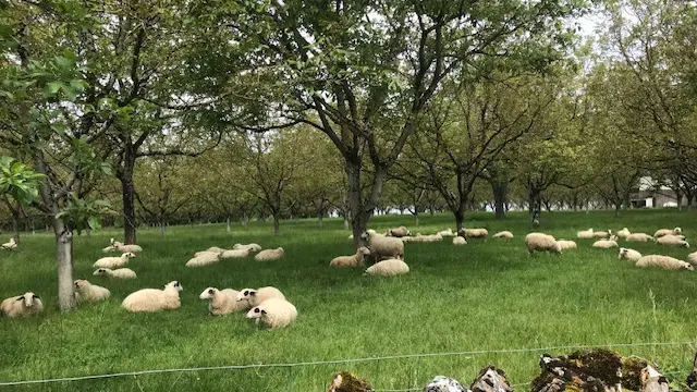 7 Where sheep may safely graze