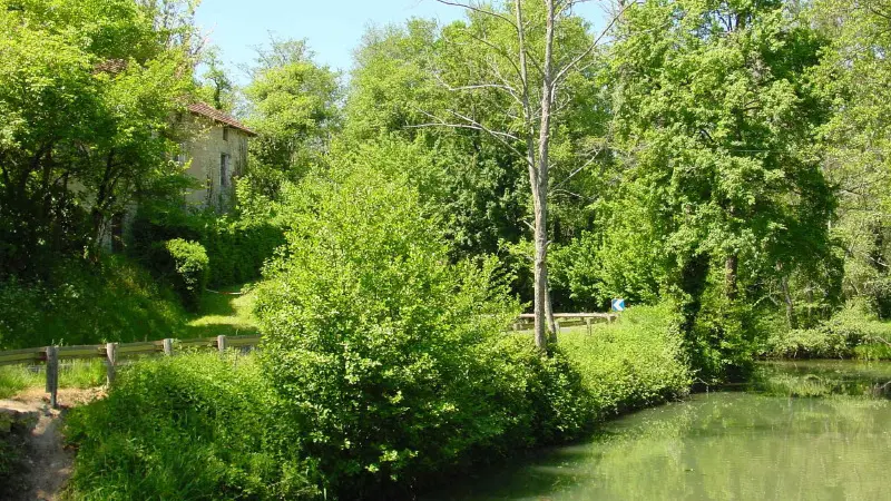 Paysage Verdoyant
