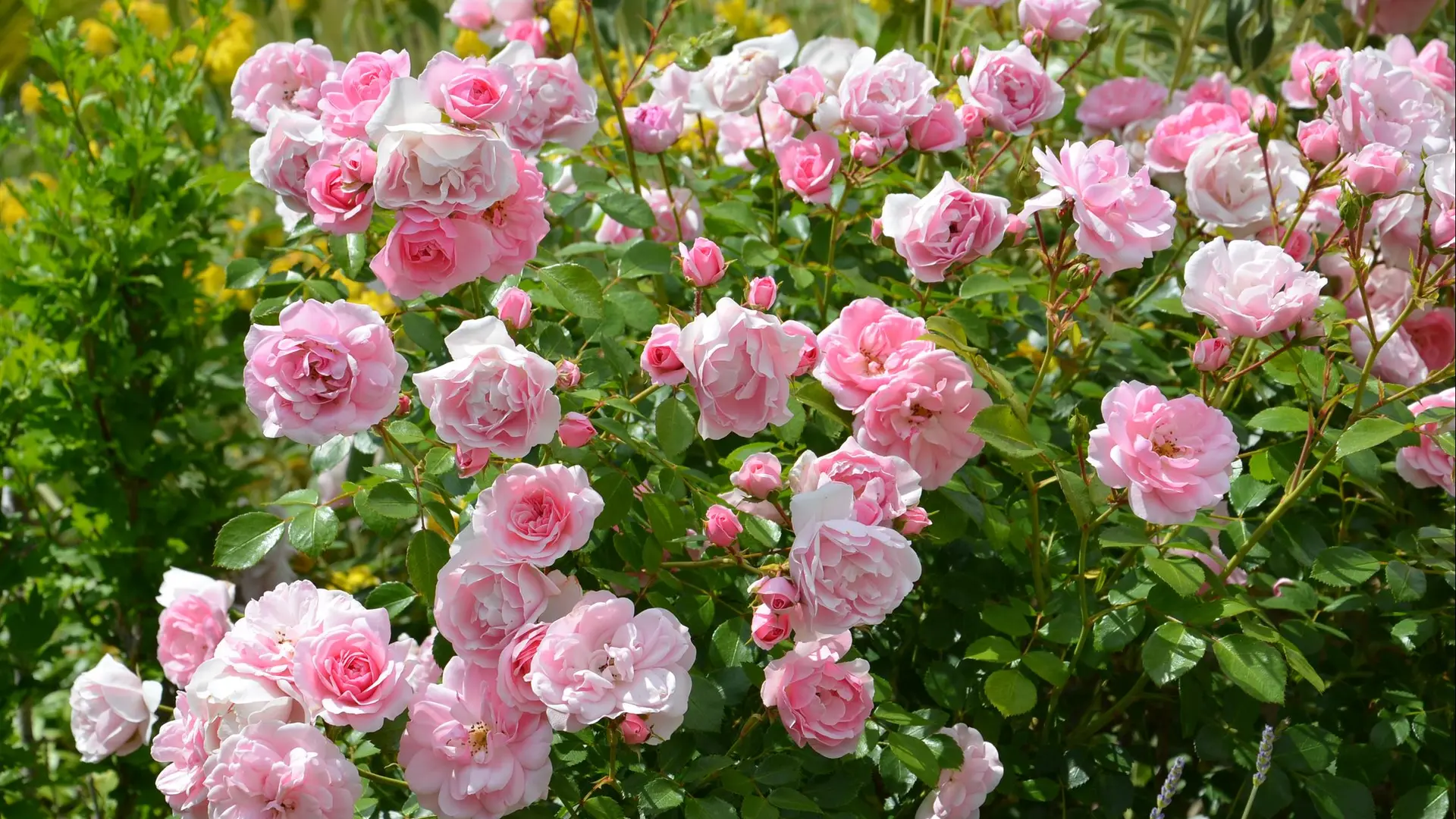 Gîte Durocher-St Denis les Martel-fleurs