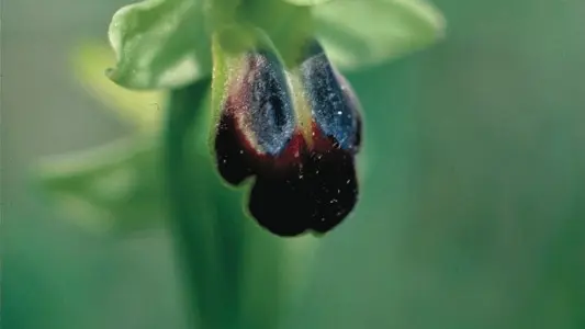 Orchidée : Ophrys Brun