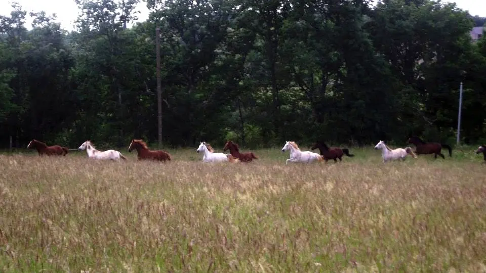 Ferme équestre du Cheval Blanc - Lacapelle cabanac