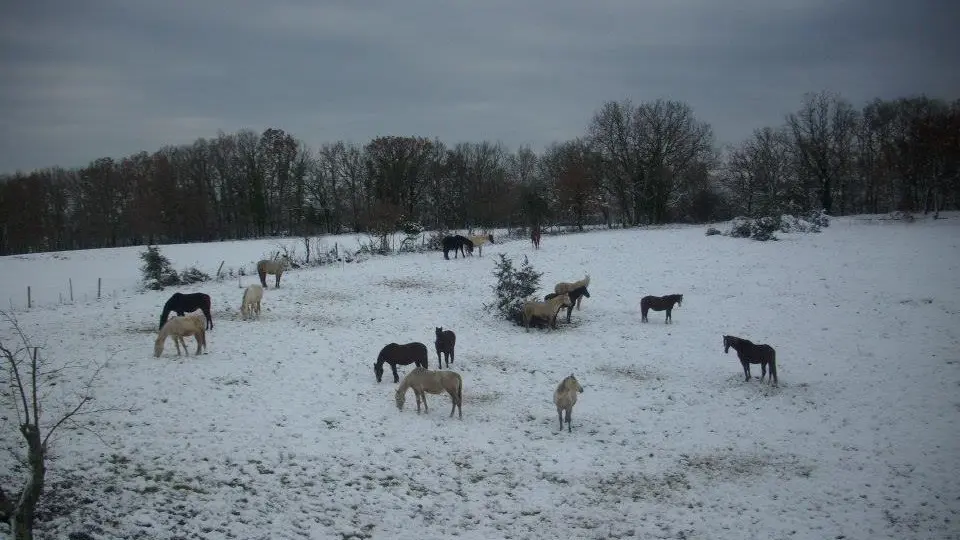 Ferme équestre du Cheval Blanc - Lacapelle marival