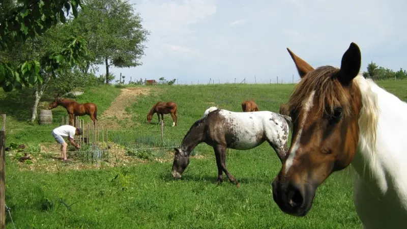 Ferme équestre du cheval blanc - Lacapelle Cabanac