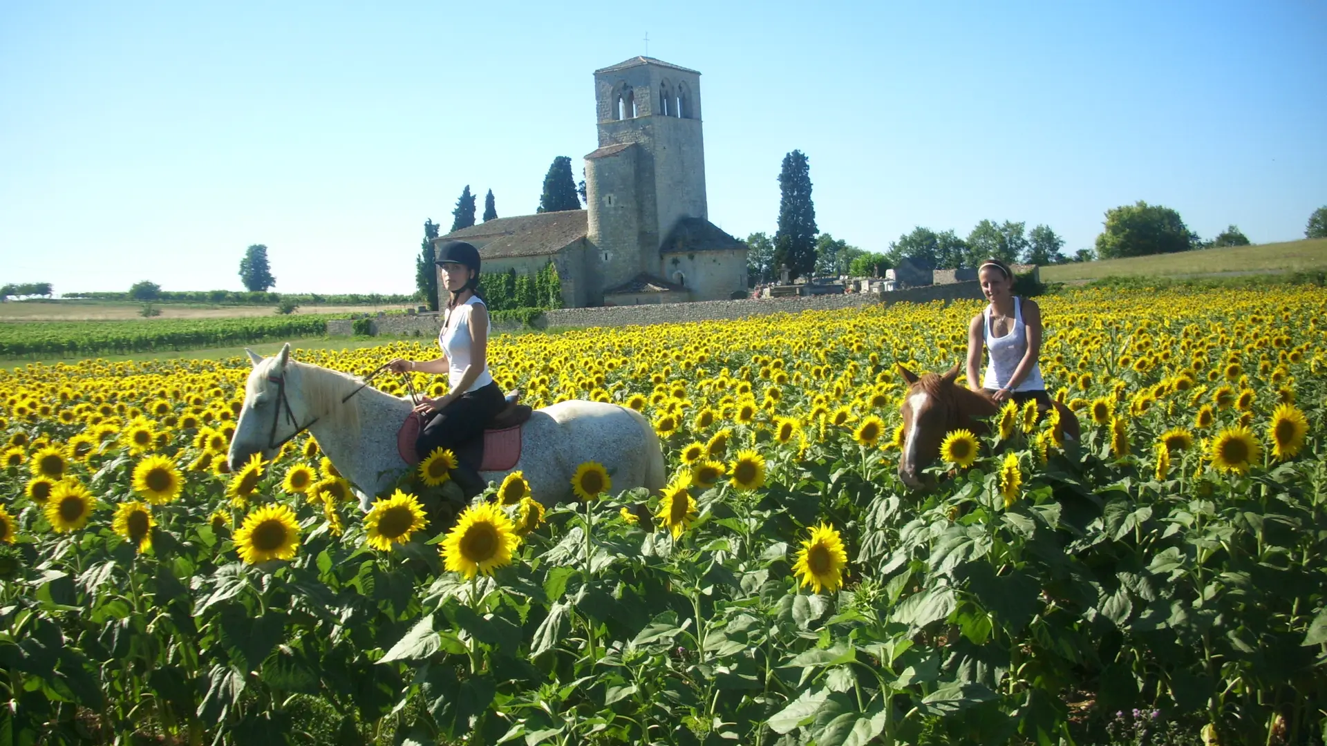 Ferme équestre du Cheval Blanc - Lacapelle marival