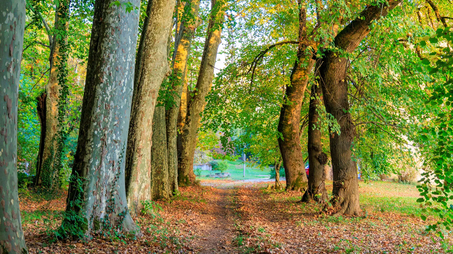 Allée bordée d'arbres âgés de 100 ans