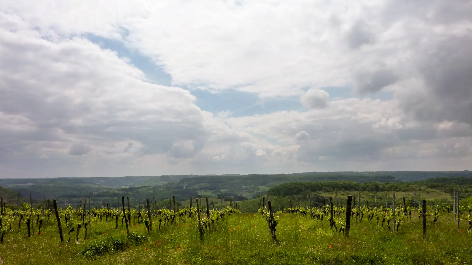 03Vignes sur les hauteurs de Sérignac© Lot Tourisme - C. Sanchez