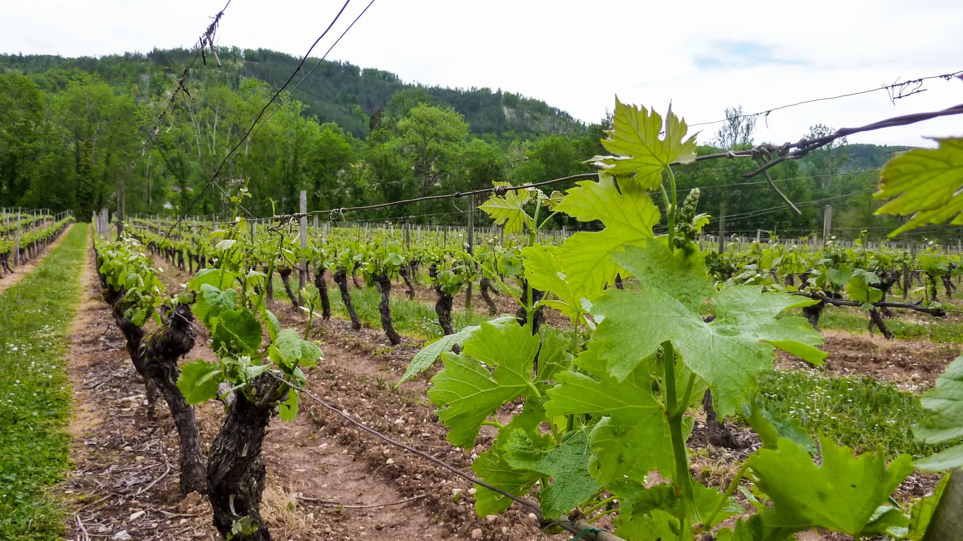 03le Chai - Vignes © Lot Tourisme - C. Sanchez