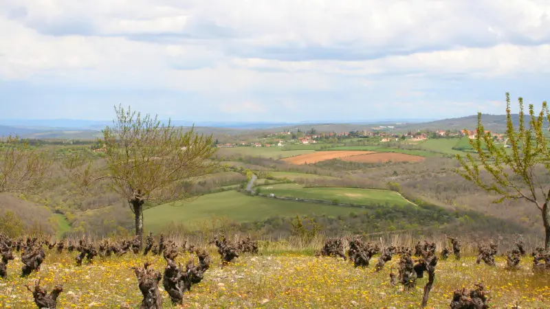 Vue sur les Vignes
