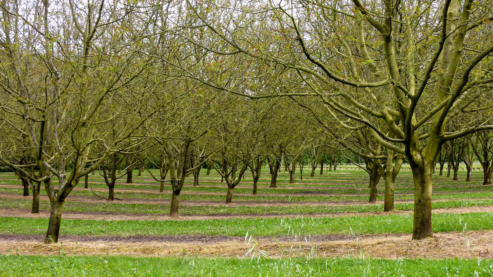 01La Pistoule - Noyeraie © Lot Tourisme - C. Sanchez
