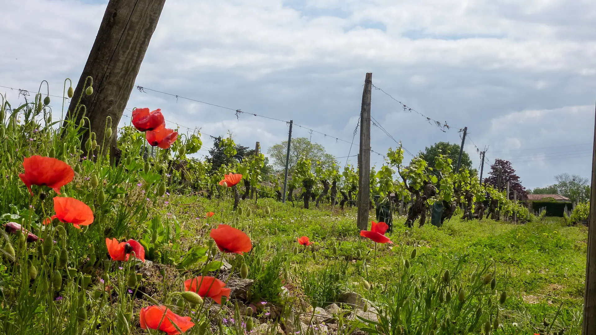 02Sérignac - Vignes et Coquelicots© Lot Tourisme - C. Sanchez