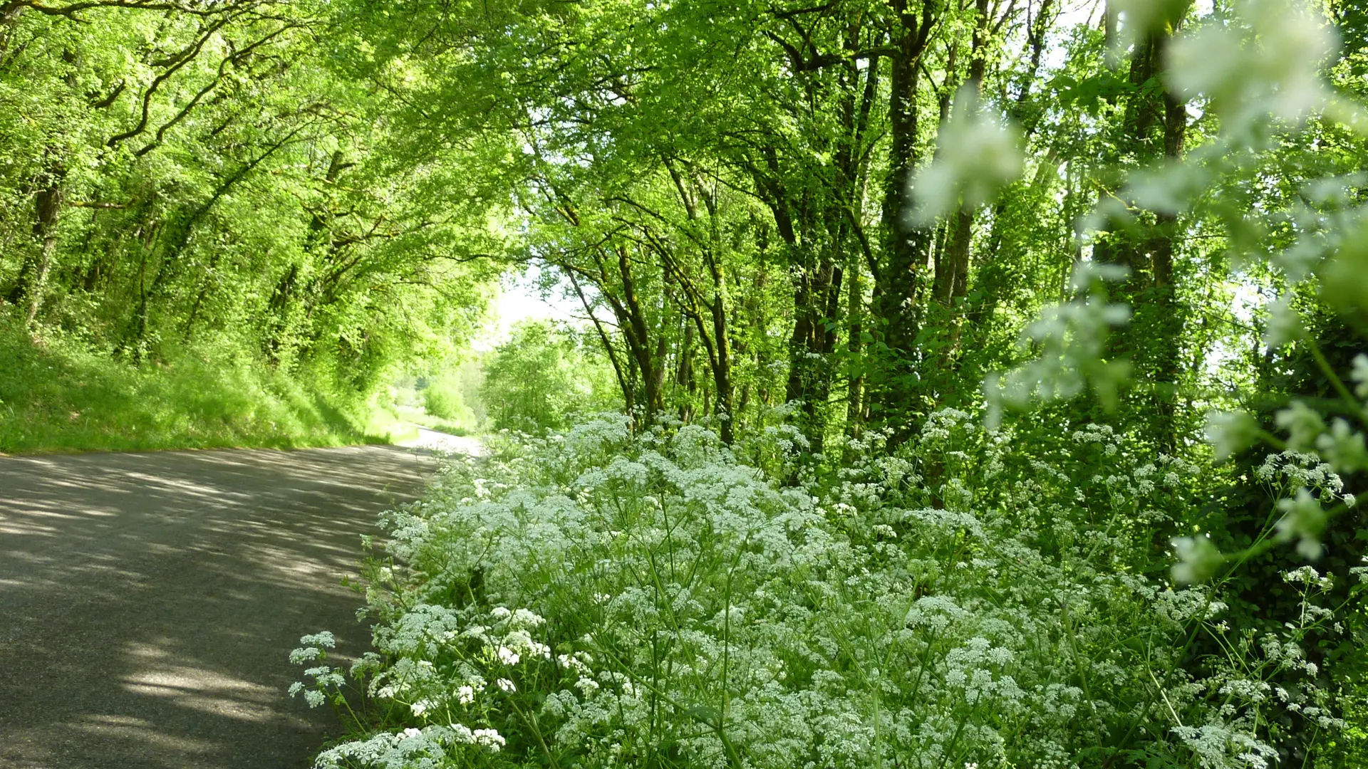 02Sous bois des Grezelles © Lot Tourisme - C. Sanchez
