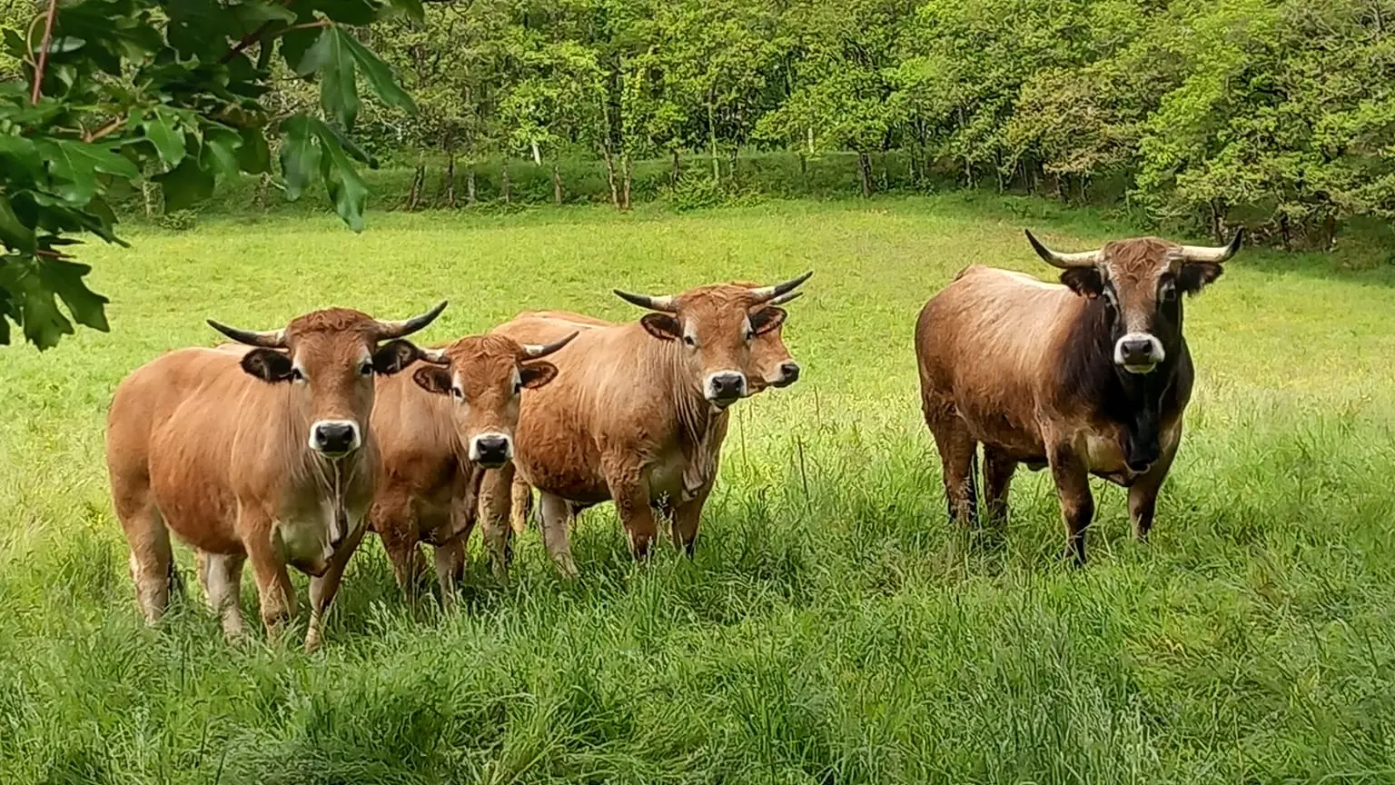 les boeufs Aubrac en plein air