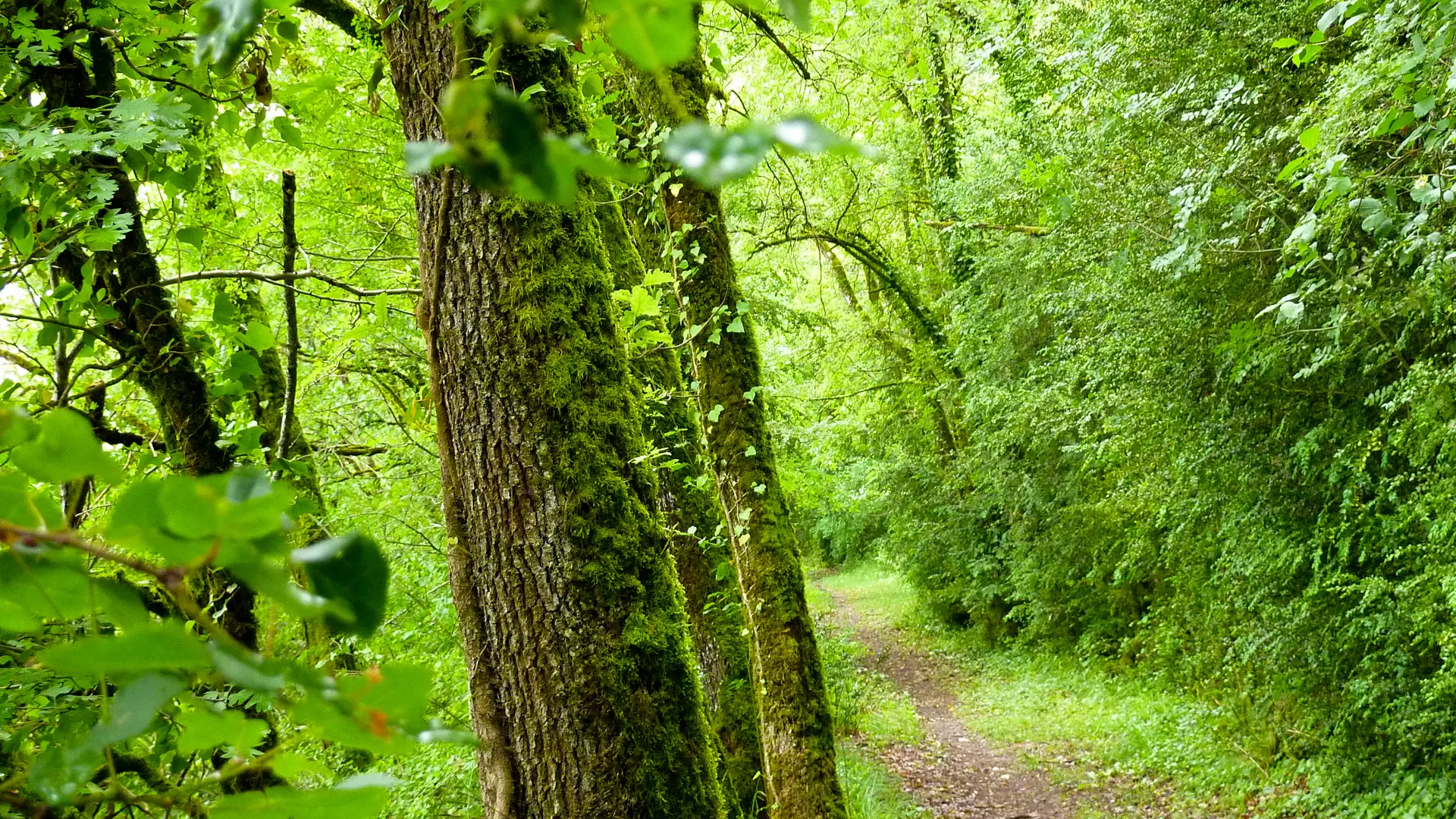 04Velles - Chemin terreux en sous bois © Lot Tourisme - C. Sanchez