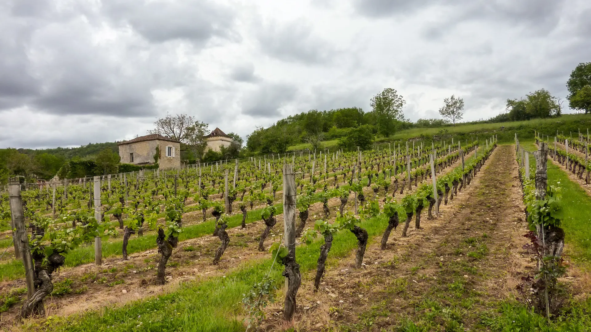 04le Chai - Vignes© Lot Tourisme - C. Sanchez