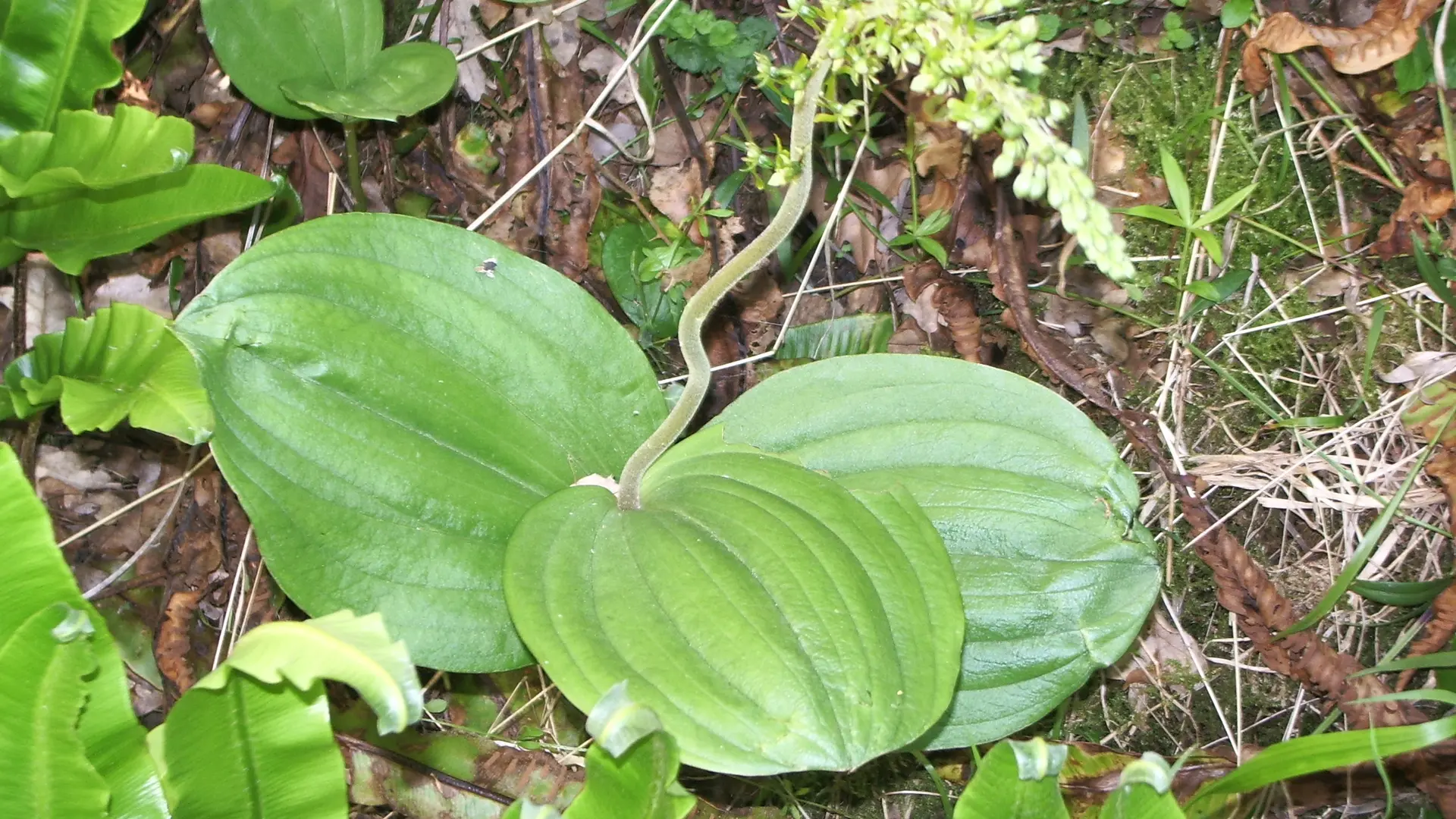 Phosphatières du Cloup d'Aural à Bach - Listère à 3 feuilles (orchidée)