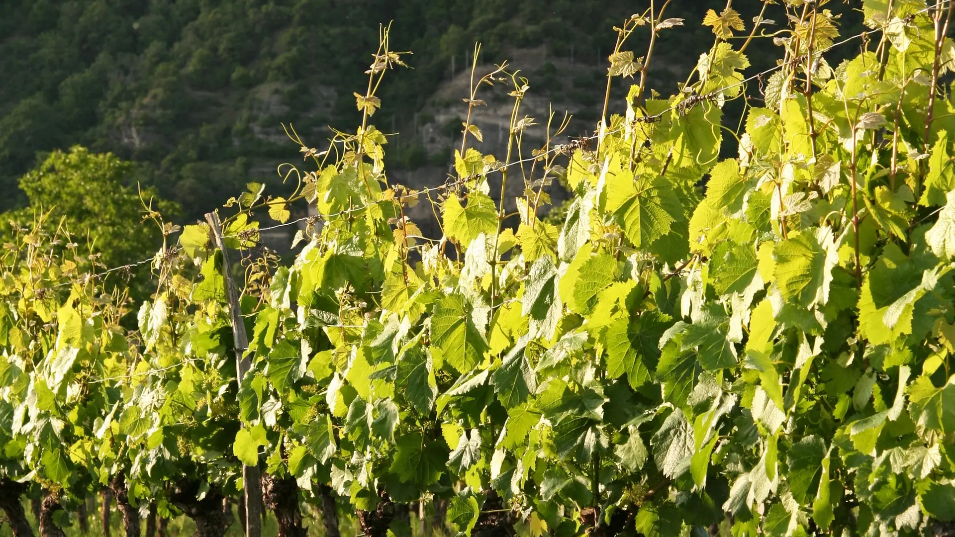 070530_Château de Mercuès